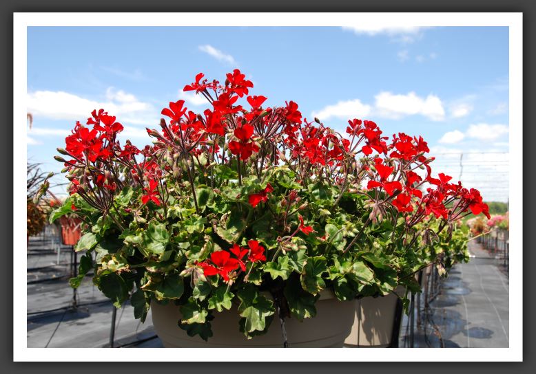 Geranium - Ivy  Caliente Fire_4828