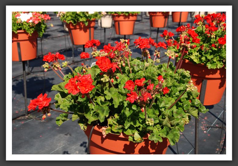 Geranium Candy Bright Red Improved_4680