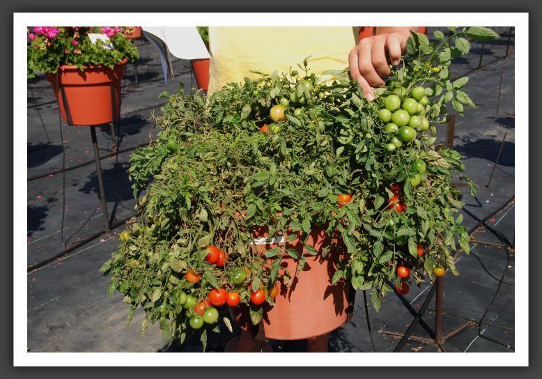 Tomato Tumbling Tom_4681