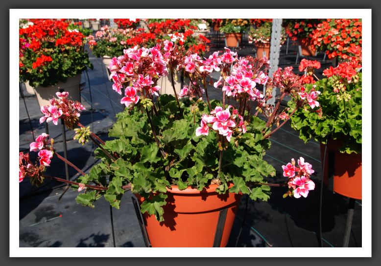 Geranium Candy Fantasy Kiss_4665