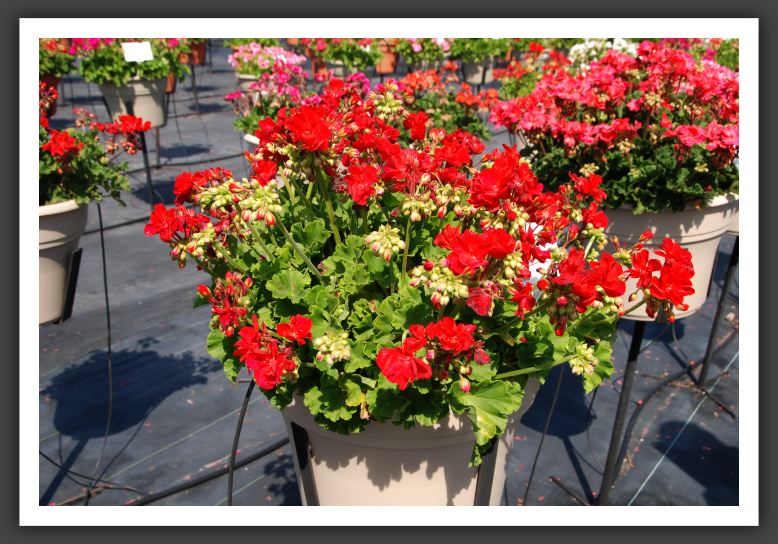 Geranium Summer Idols Dark Red_4693