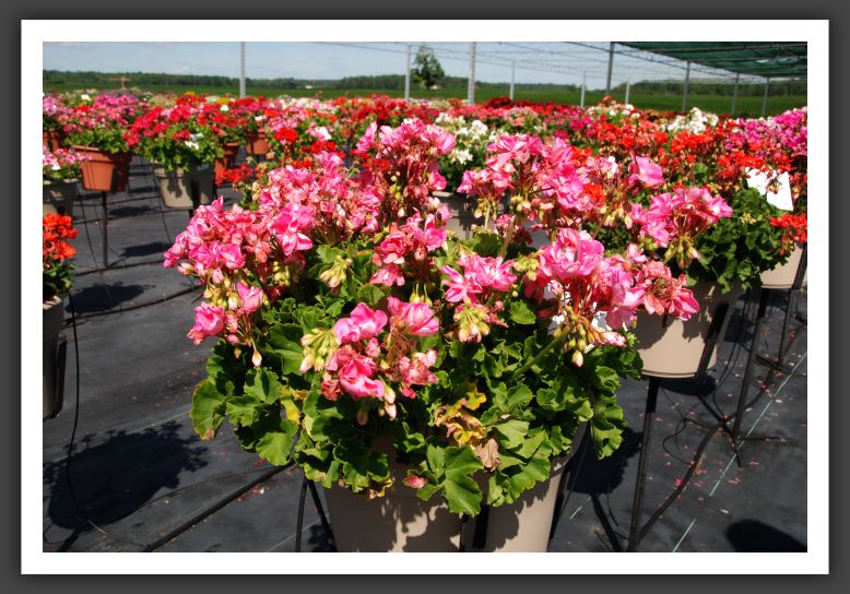 Geranium Meridonna Pink_4695
