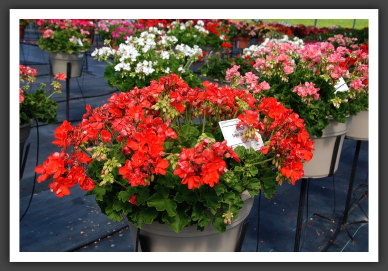 Geranium Summer Idols Orange_4698