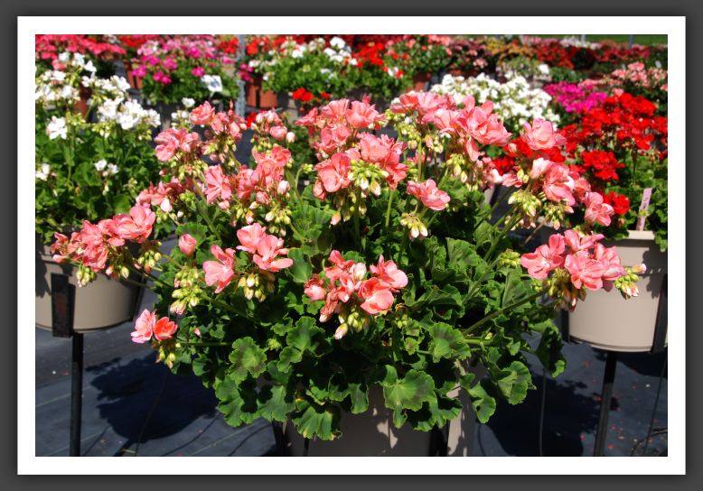 Geranium Summer Idols Rose with Eye_4699