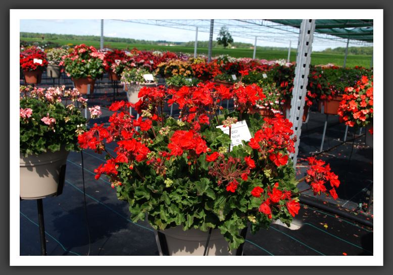 Geranium Meriflame Red_4700