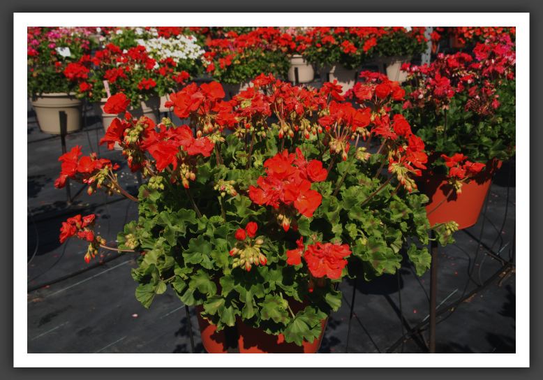 Geranium Superstar Red PAC_4667