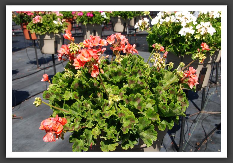 Geranium - Zonal Rocky Mountain Salmon 08_4706