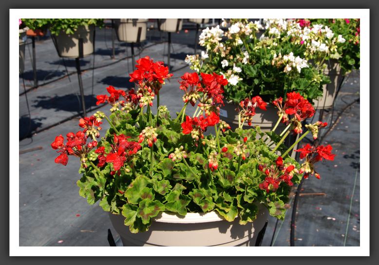 Geranium - Zonal Sunrise Brillant Red_4709