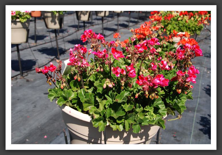 Geranium - Zonal Moonlight Cranberry Blush_4711