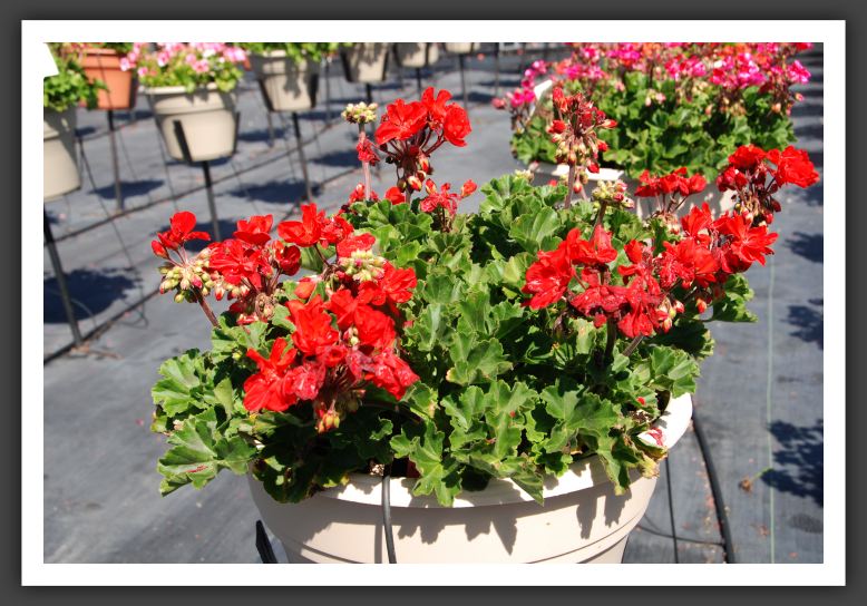 Geranium - Zonal Moonlight Dark Red_4712