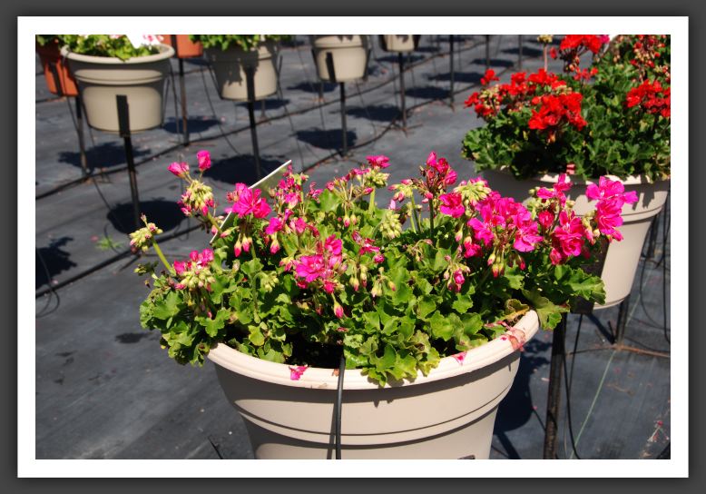 Geranium - Zonal Sunrise Dark Pink + Eye_4713