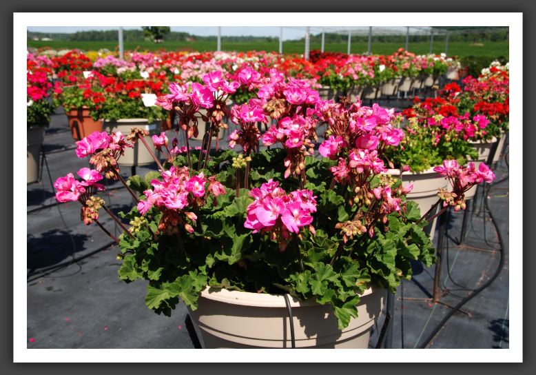 Geranium - Zonal Moonlight Lavender_4714