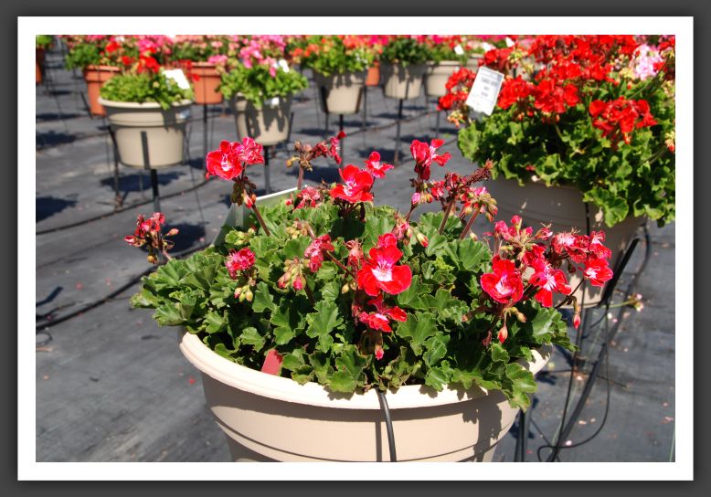 Geranium - Zonal Moonlight Strawberry Blush_4718