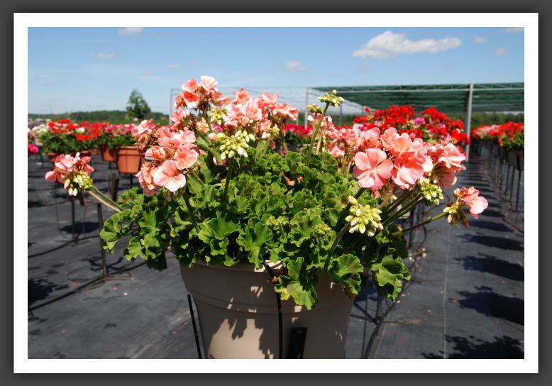 Geranium - Zonal Sunrise Light Salmon_4719