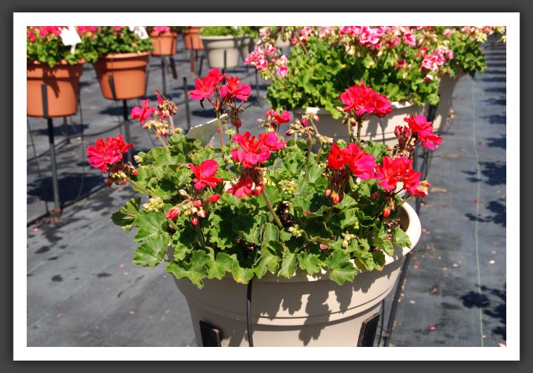 Geranium - Zonal Moonlight Dark Fuchsia_4721