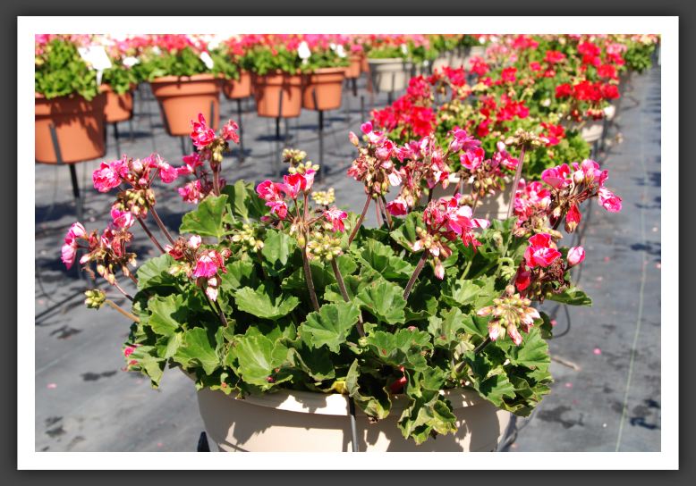 Geranium - Zonal Moonlight Raspberry Blush_4723