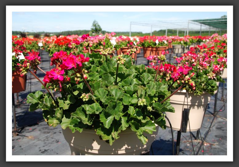 Geranium - Zonal Moonlight Violet_4724