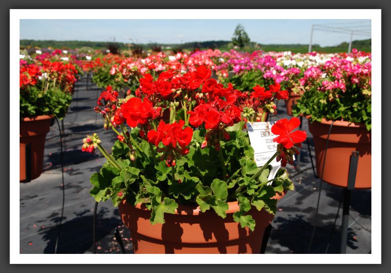 Geranium - Zonal Designer Red Imp_4727