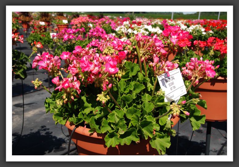 Geranium - Zonal Designer Hot Pink_4728