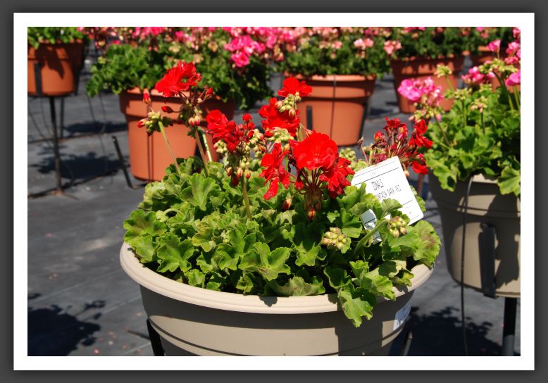 Geranium - Zonal Rocky Mountain Drak Red_4732