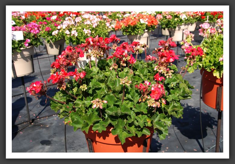 Geranium Candy Cherry_4670