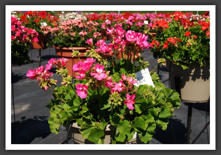 Geranium - Zonal Americana Pink_4733
