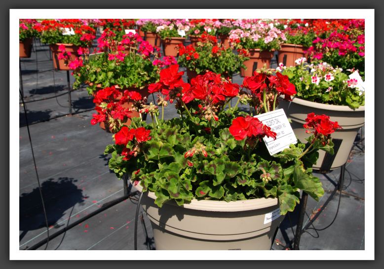 Geranium - Zonal Americana Cranberry Red_4736