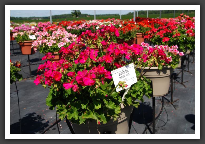 Geranium - Zonal Americana Violet_4738