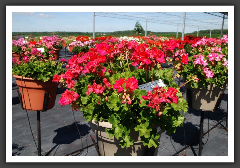 Geranium - Zonal Rocky Mountain Salmon Rose_4740