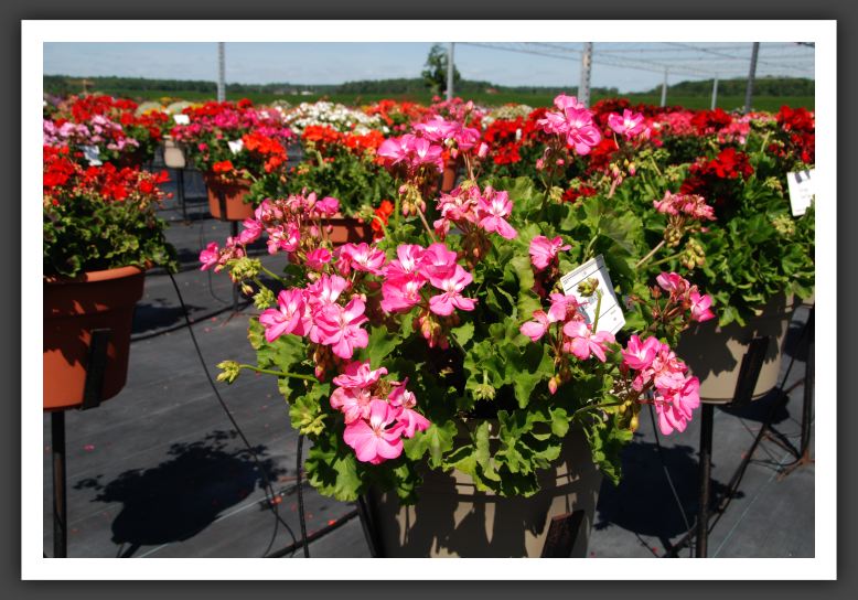 Geranium - Zonal Rocky Mountain Pink_4741