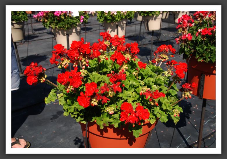 Geranium Maestro Bright Red_4671