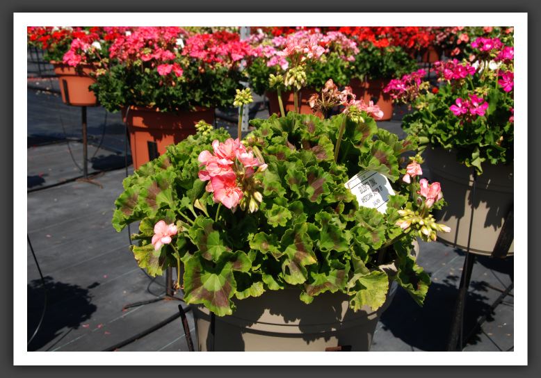 Geranium - Zonal Americana Salmon 09_4744