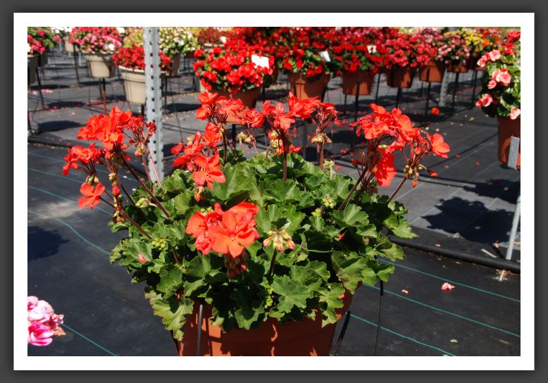 Geranium - Zonal Fantasia Coral Imp_4748