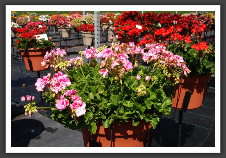 Geranium - Zonal Allure Light Pink_4749