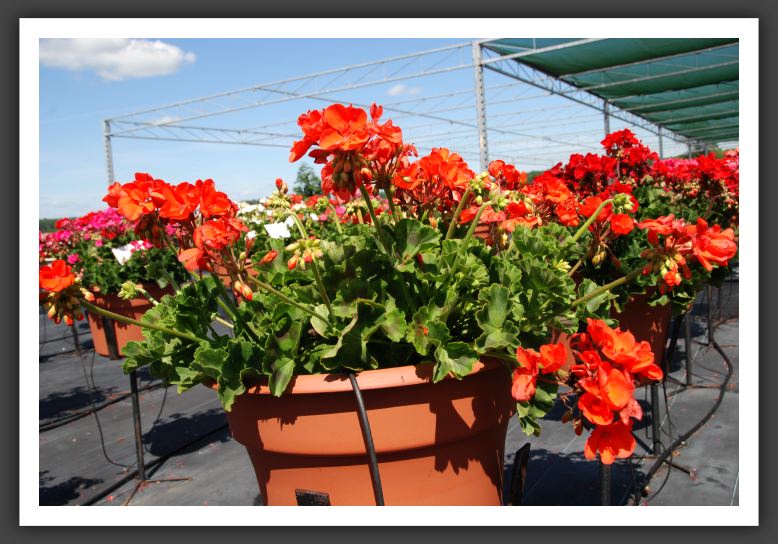 Geranium - Zonal Allure Tangarine_4753