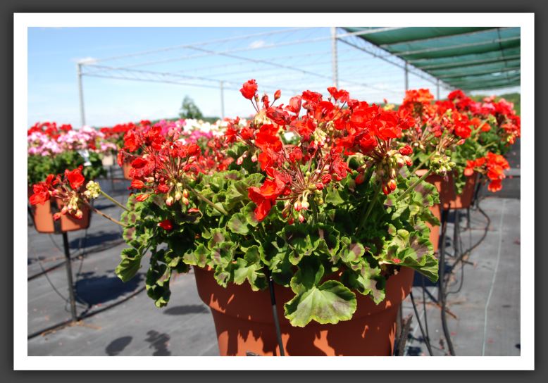 Geranium - Zonal Designer Scarlet Imp_4754