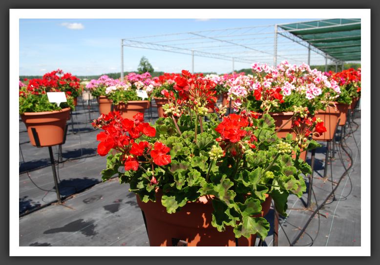 Geranium - Zonal Allure Scarlet_4757