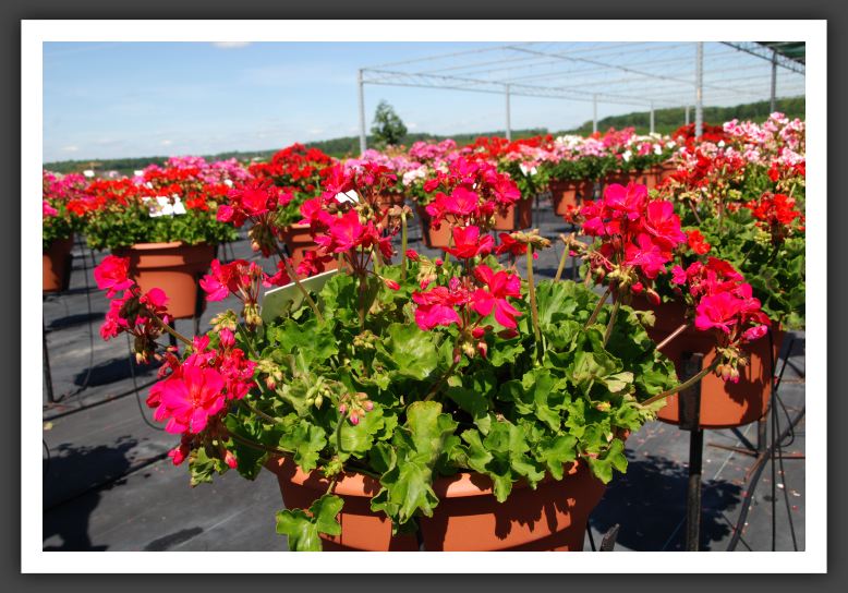 Geranium - Zonal  Allure Purple Rose_4758