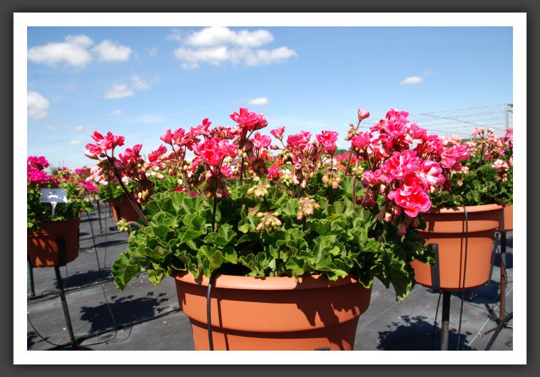 Geranium - Zonal Fantasia Strawberry Sizzle_4762