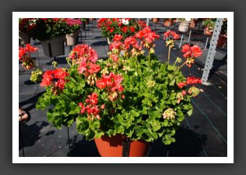 Geranium Patriot Watermelon_4664