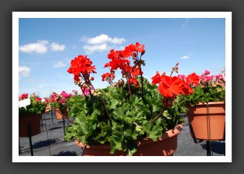 Geranium - Zonal Fantasia Flame Imp_4763