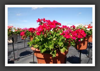 Geranium - Zonal Designer Violet_4765