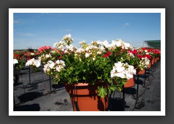 Geranium - Zonal Designer White_4766