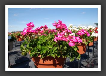 Geranium - Zonal Designer Bright Lilac Imp_4767