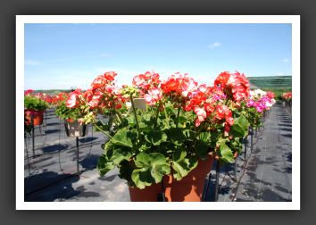 Geranium - Zonal Designer salmon Picotee_4768