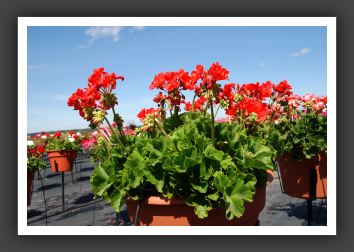 Geranium - Zonal Allure Hot Coral_4769