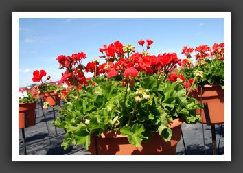 Geranium - Zonal Allure Red Passion_4770