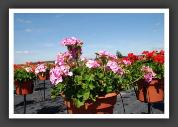Geranium - Zonal Allure Lilac Chiffon_4771