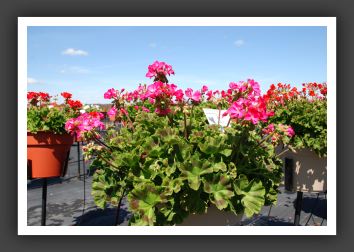 Geranium Florever Deep Rose_4772