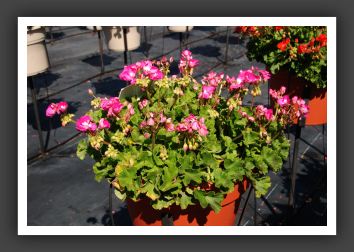 Geranium Mis Rose Pink_4674